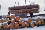 Что такое российская сухостойная сосна?